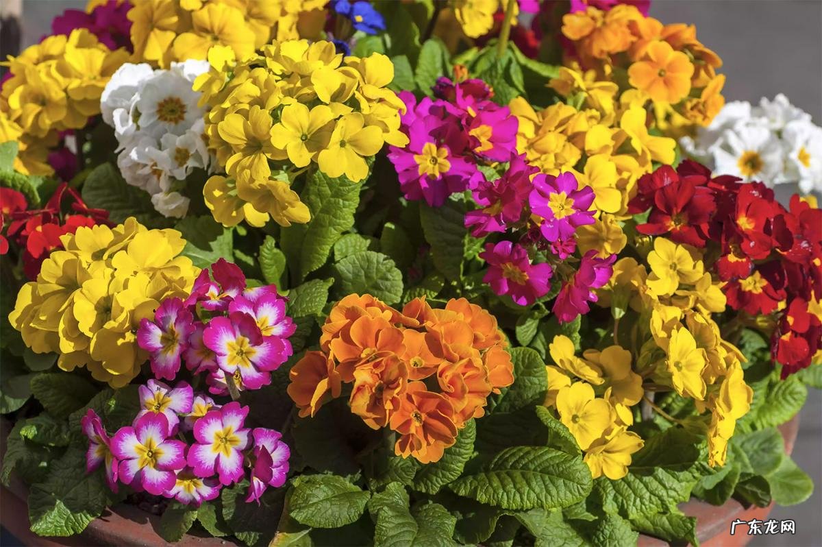 秋天的花有哪些? 北方秋天有什么花