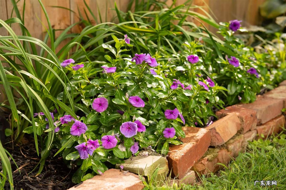 秋天的花有哪些? 北方秋天有什么花