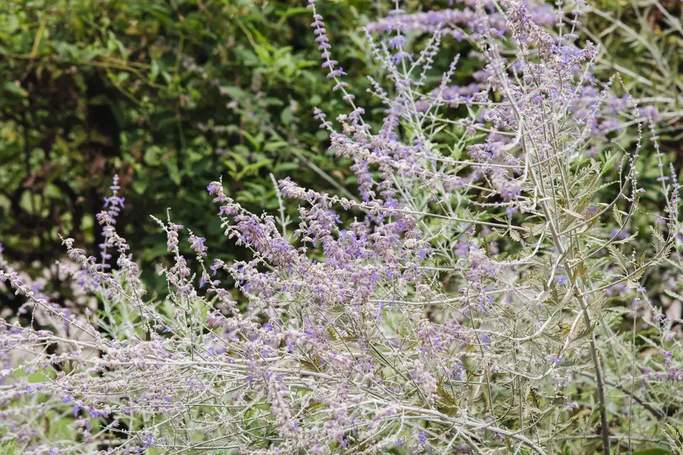秋天的花有哪些? 北方秋天有什么花
