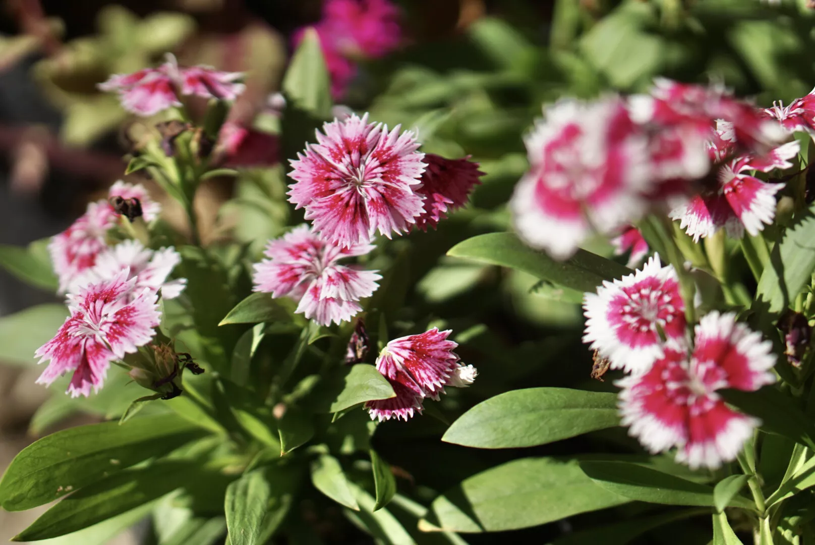 秋天的花有哪些? 北方秋天有什么花
