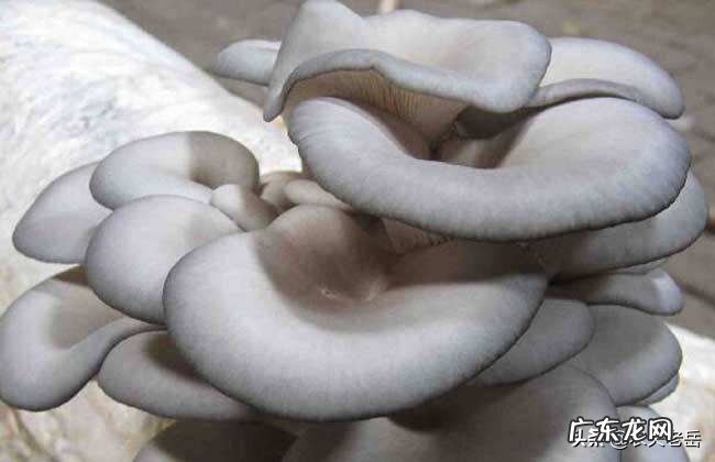 凤尾菇，营养价值高，推荐几种凤尾菇烹制的美味菜肴吧？