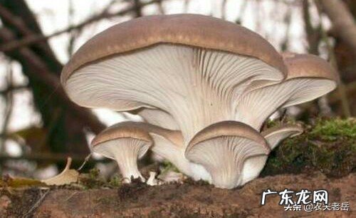 凤尾菇，营养价值高，推荐几种凤尾菇烹制的美味菜肴吧？