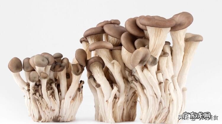 凤尾菇,营养价值高,推荐几种凤尾菇烹制的美味菜肴吧?