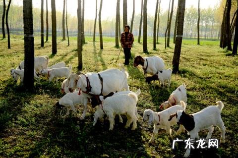 养殖场违建可以强拆吗?有没有补偿? 农村养殖场违建可以强拆吗