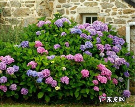 送花送绣球代表什么 男生送绣球花的用意是什么