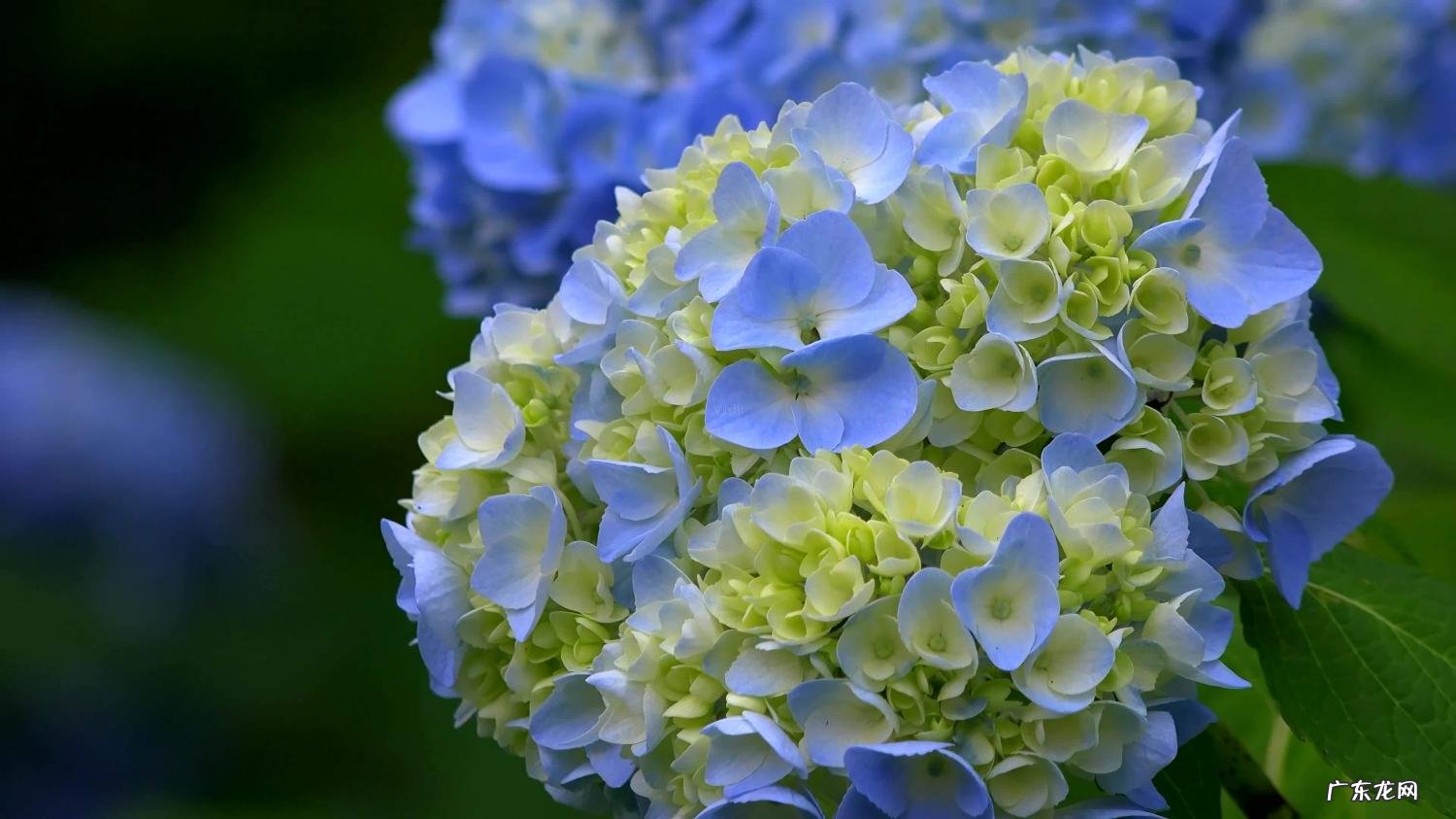 送花送绣球代表什么 男生送绣球花的用意是什么