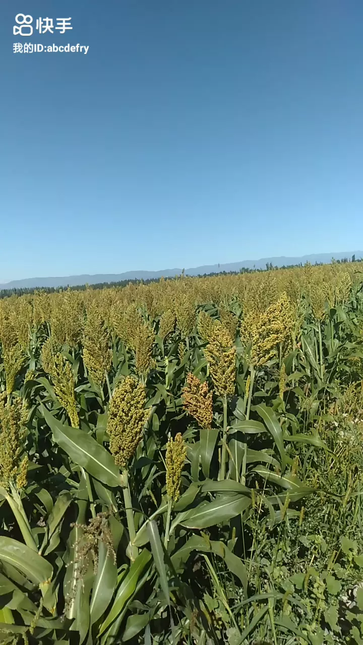 古人作诗为何喜欢伤春悲秋-这是一种怎样的感情表达?