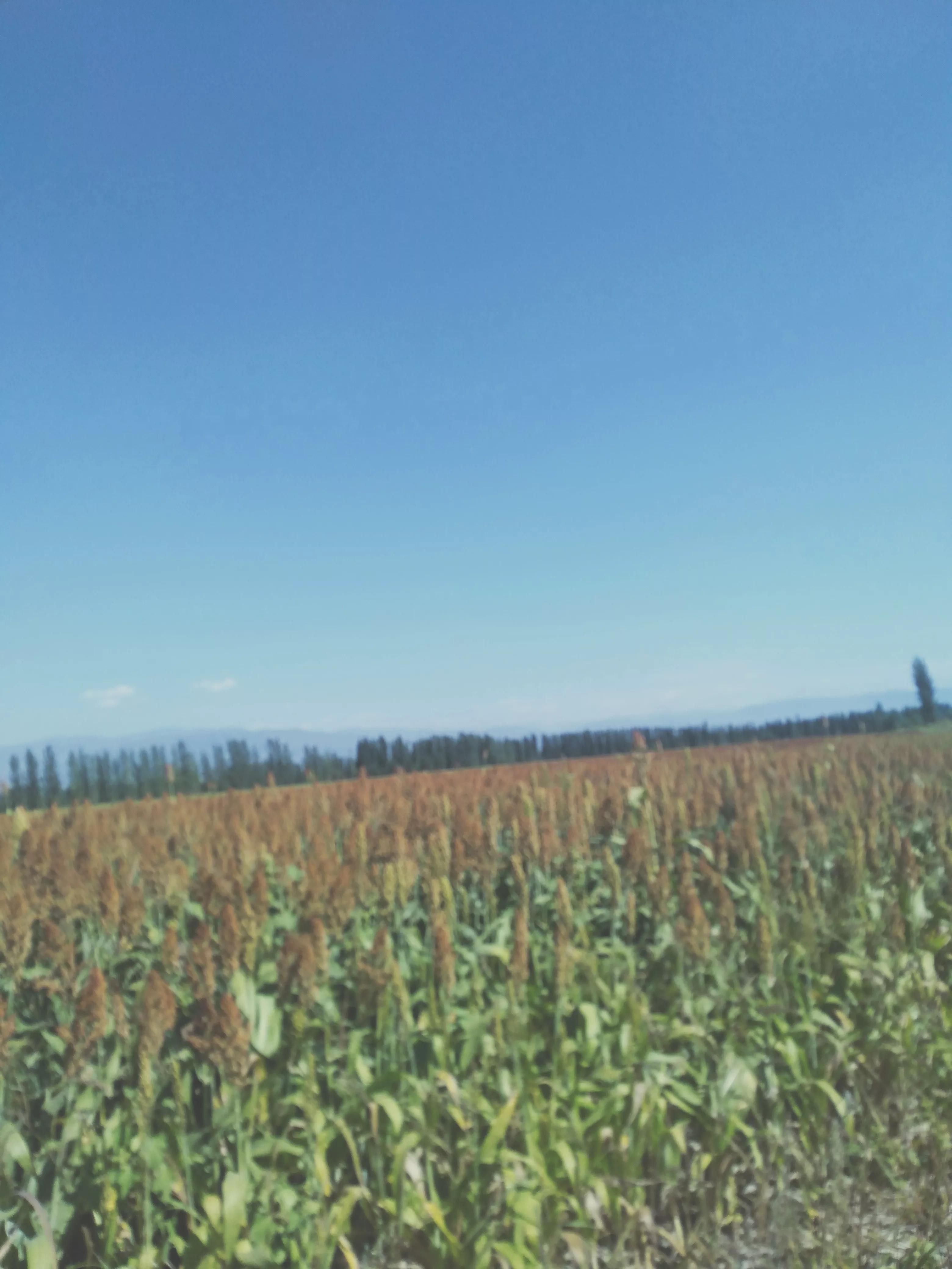 古人作诗为何喜欢伤春悲秋-这是一种怎样的感情表达?