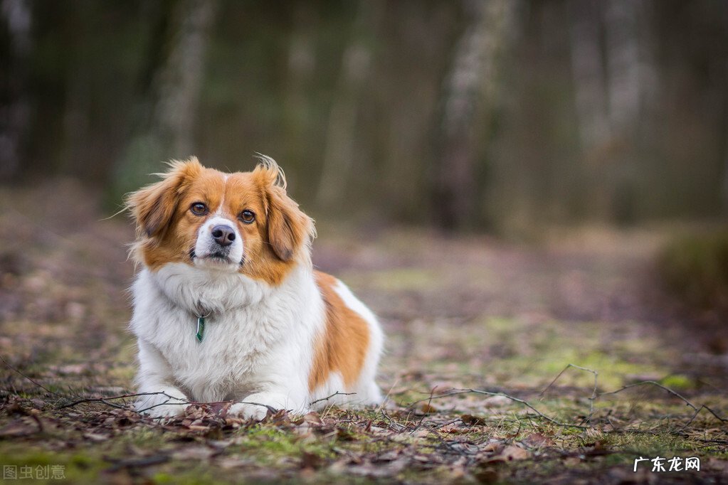 十二生肖记恨心强吗?