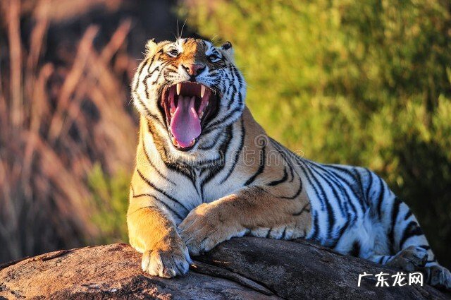 十二生肖记恨心强吗?