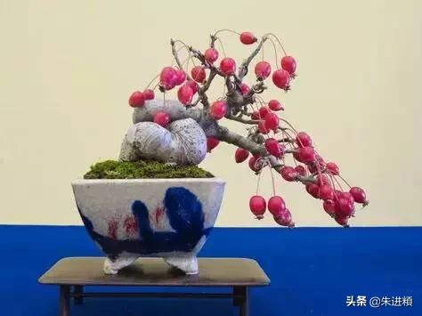 嘴上说已经忘掉了那个你一直也忘不掉的人，是真的吗？