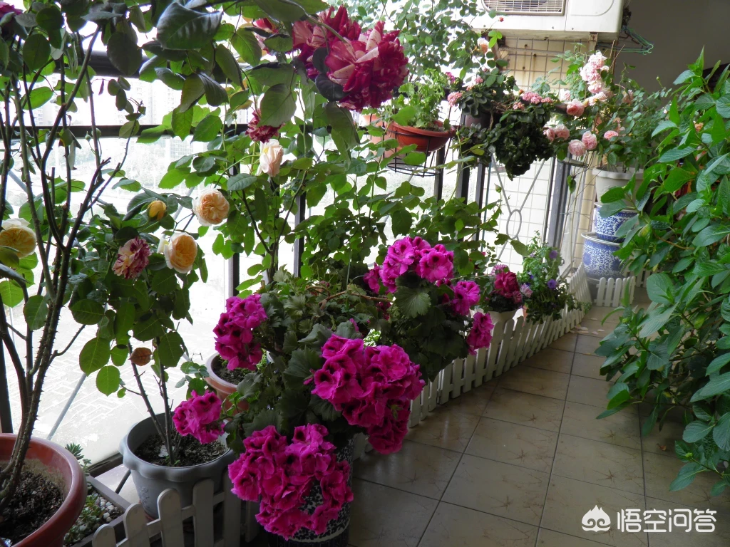 喜欢花园没有别墅私家花园,怎样利用家里的阳台和屋顶打造一个美丽的花园?