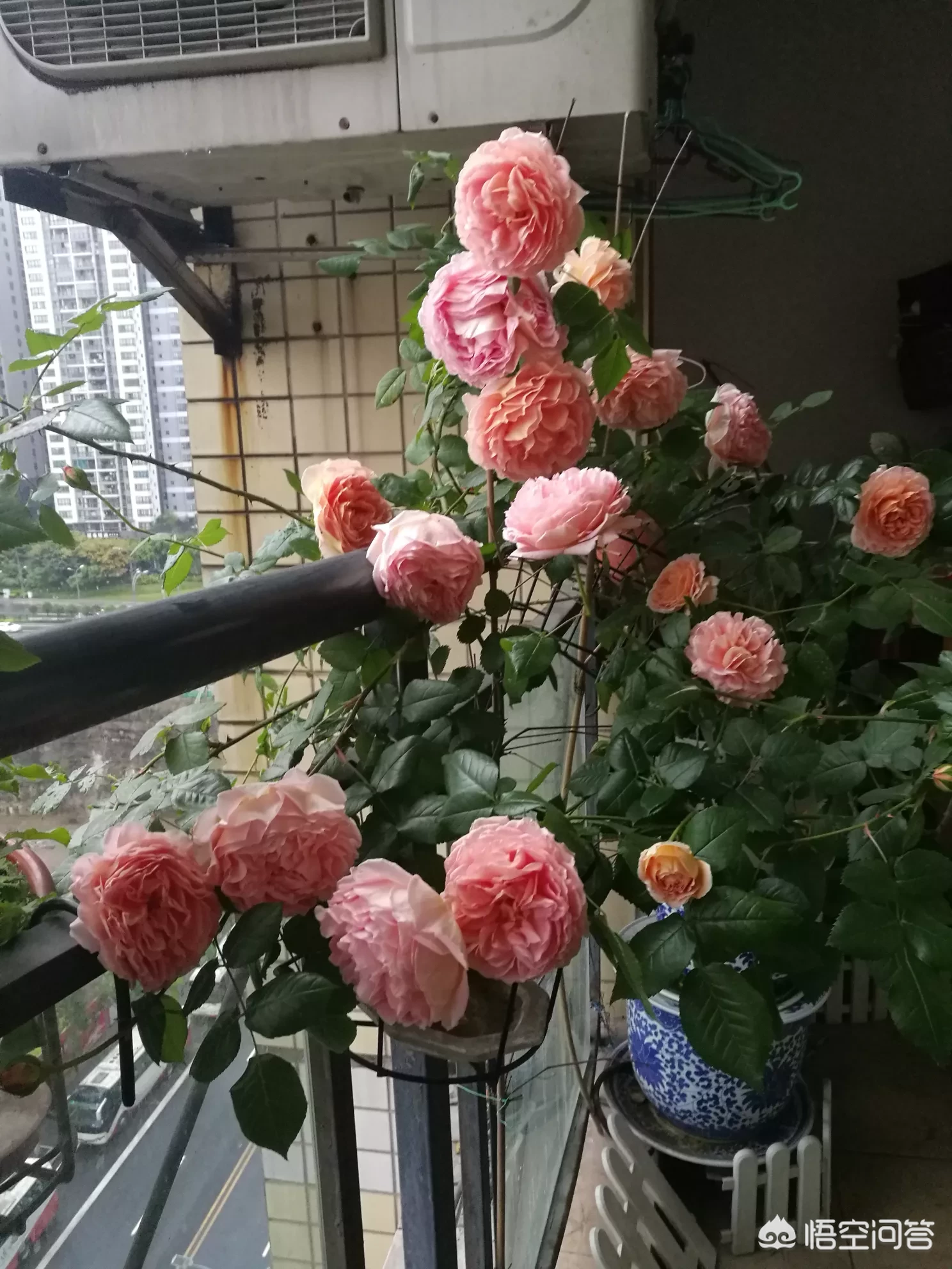 喜欢花园没有别墅私家花园,怎样利用家里的阳台和屋顶打造一个美丽的花园?