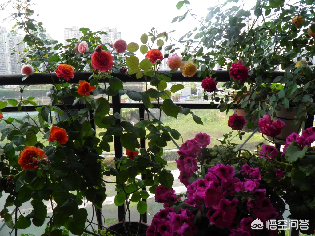 喜欢花园没有别墅私家花园,怎样利用家里的阳台和屋顶打造一个美丽的花园?