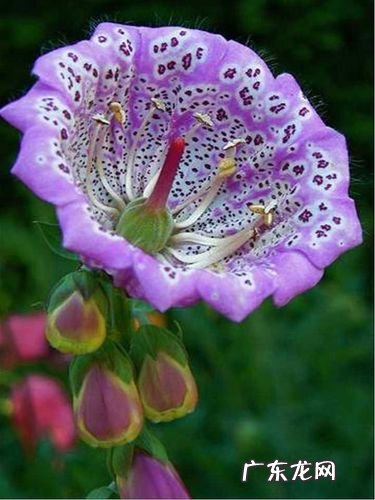 十二生肖喜欢做什么工作?