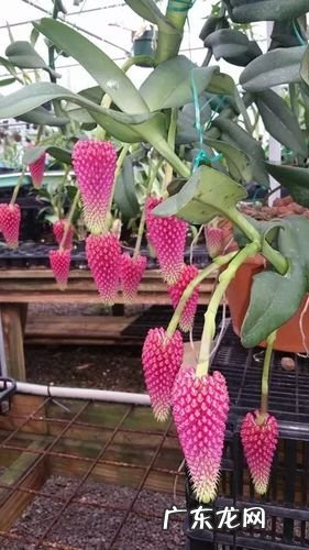 十二生肖喜欢做什么工作?