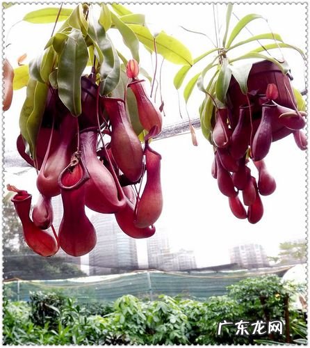 十二生肖喜欢做什么工作?