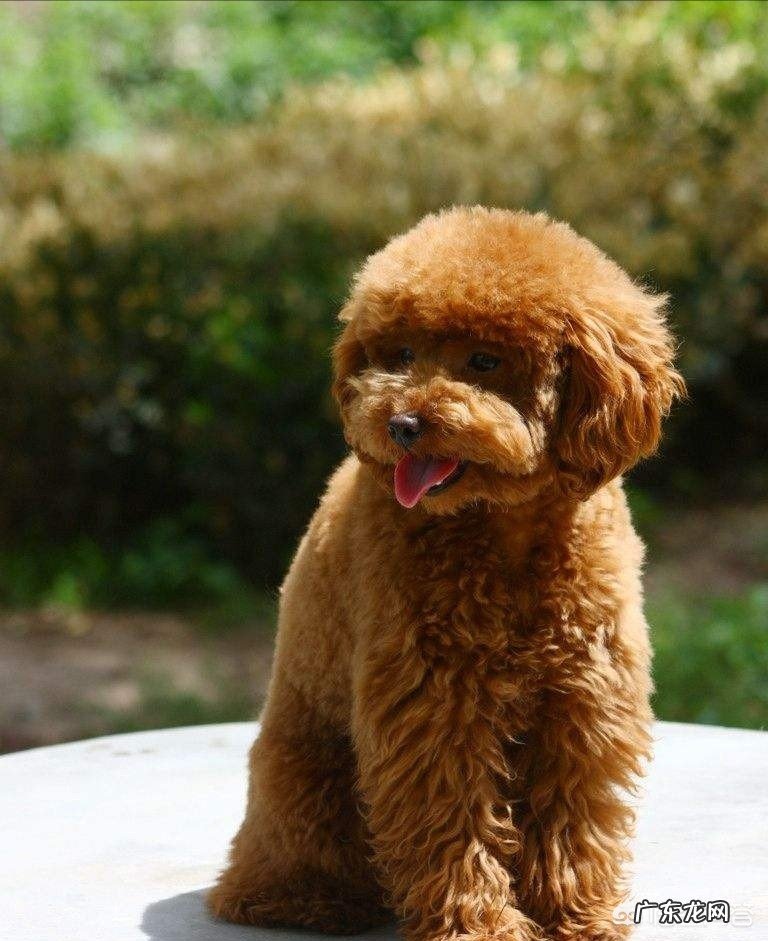 国人喜欢养的小型犬中有哪些精典犬种？