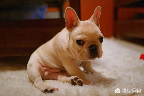 国人喜欢养的小型犬中有哪些精典犬种？