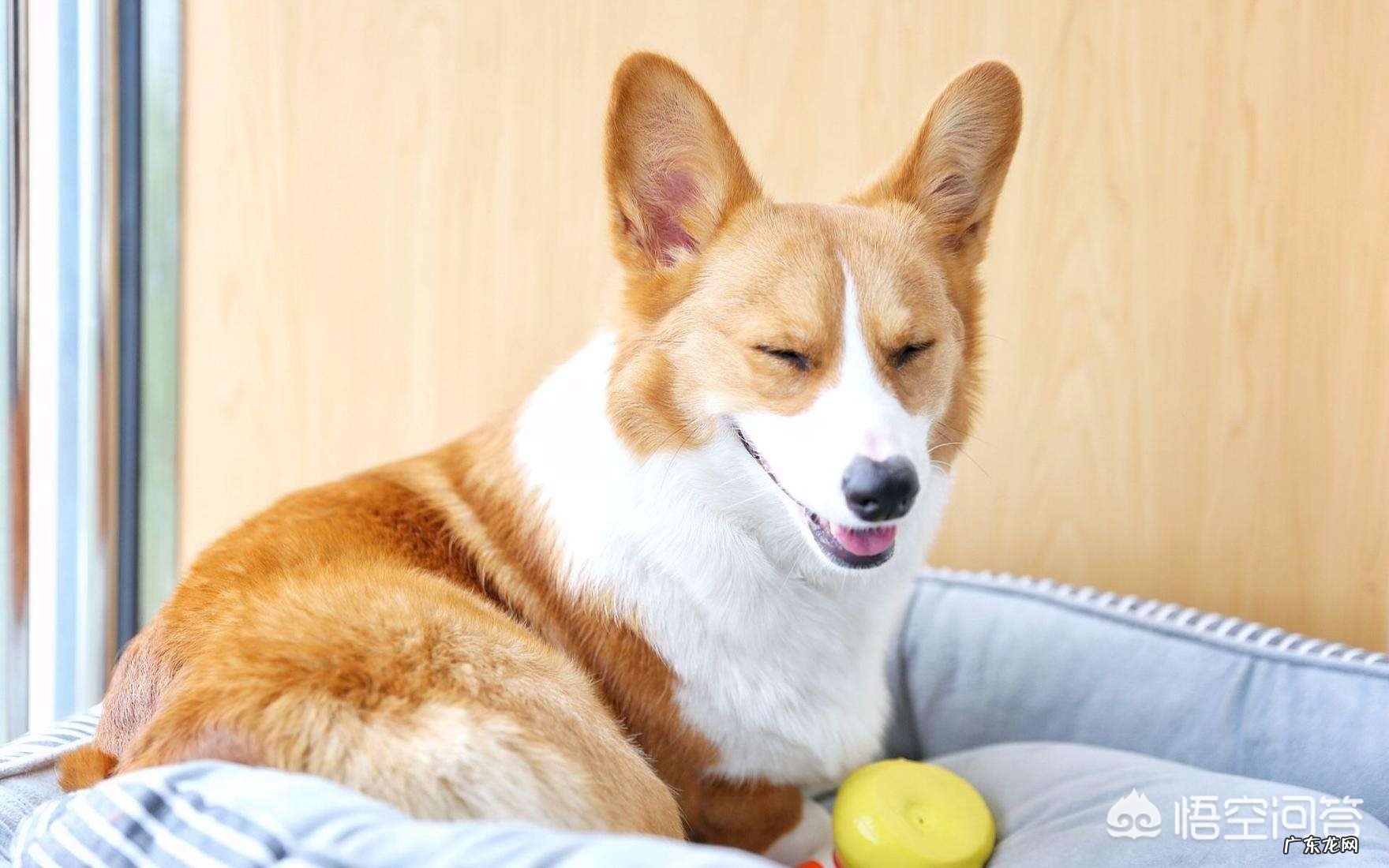 国人喜欢养的小型犬中有哪些精典犬种？