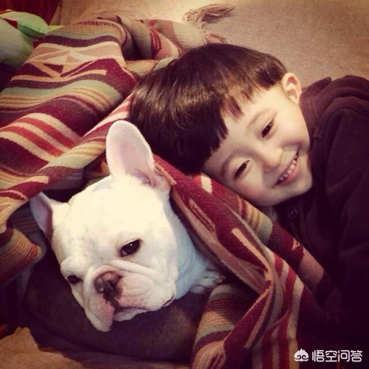 国人喜欢养的小型犬中有哪些精典犬种？