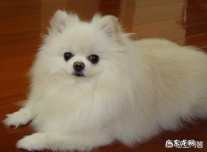 国人喜欢养的小型犬中有哪些精典犬种？