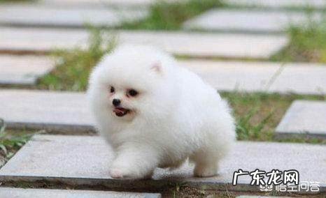 国人喜欢养的小型犬中有哪些精典犬种？