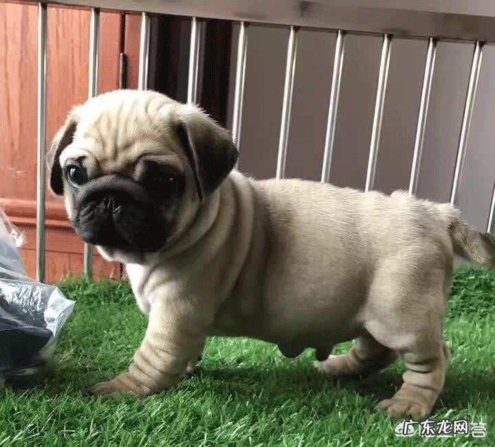 国人喜欢养的小型犬中有哪些精典犬种？