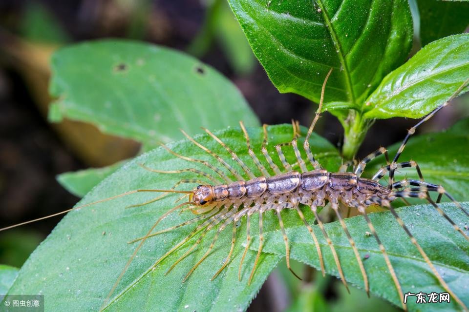 蚰蜒有毒吗,被咬了怎么办 误食蚰蜒有毒吗