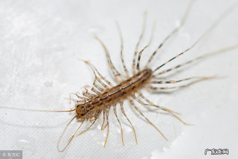 蚰蜒有毒吗,被咬了怎么办 误食蚰蜒有毒吗