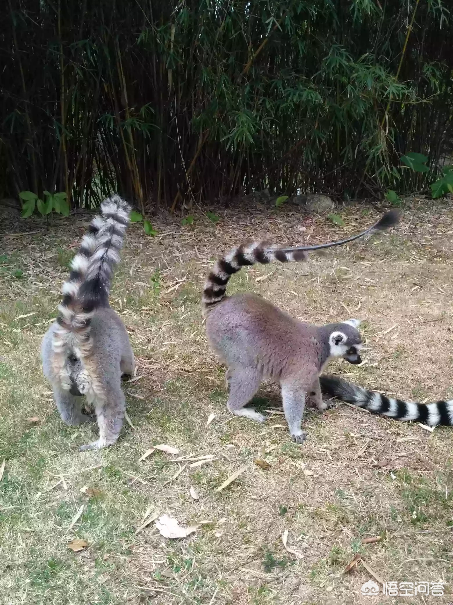 东莞有没有动物园,好玩吗?