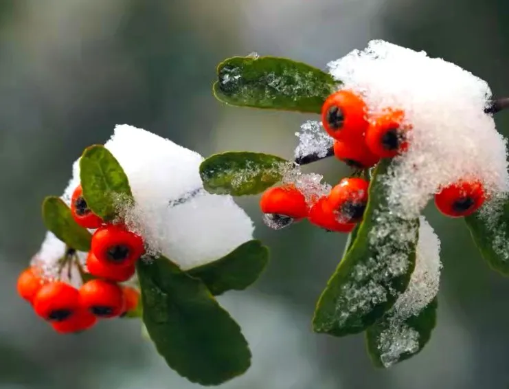 发几张你手机里这两天拍的一组雪天美景照片吧？看看你那里有多美？