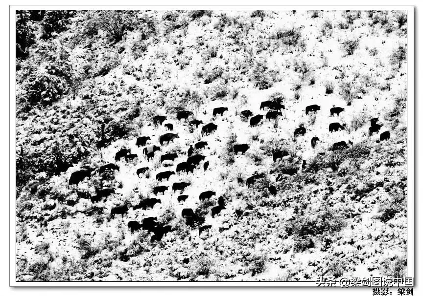 发几张你手机里这两天拍的一组雪天美景照片吧?看看你那里有多美?