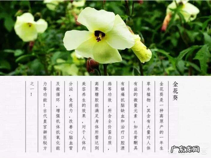 哺乳期可以喝金花葵茶吗?