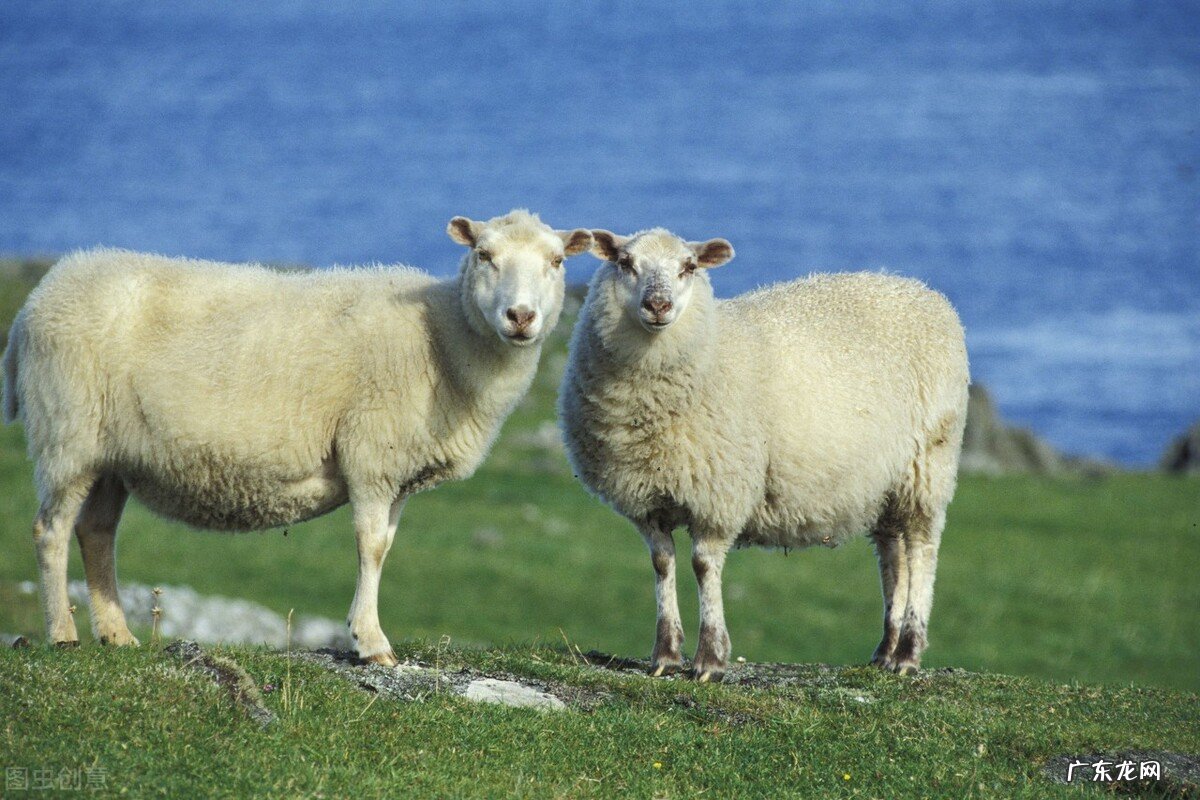 你觉得十二生肖属相身上都有什么不好的习惯?-