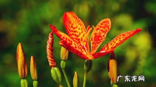 你觉得十二生肖属相身上都有什么不好的习惯?-