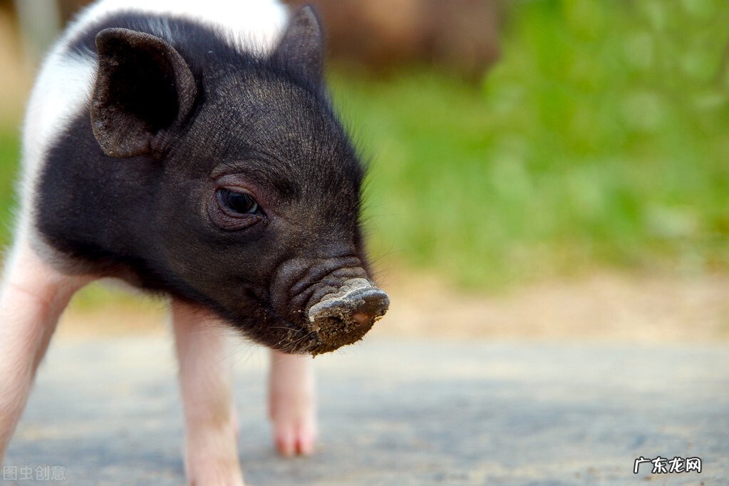 你觉得十二生肖属相身上都有什么不好的习惯?-