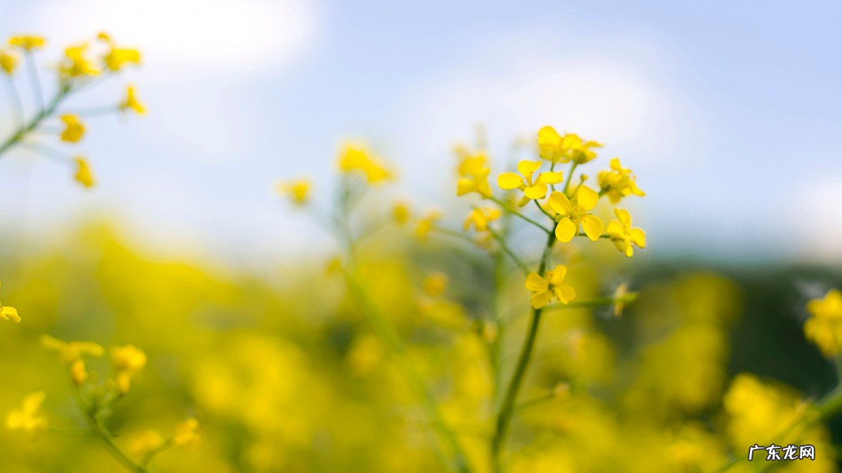 你觉得十二生肖属相身上都有什么不好的习惯?-