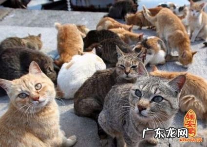 梦到和很多动物一起 梦见好多动物跑来跑去好害怕