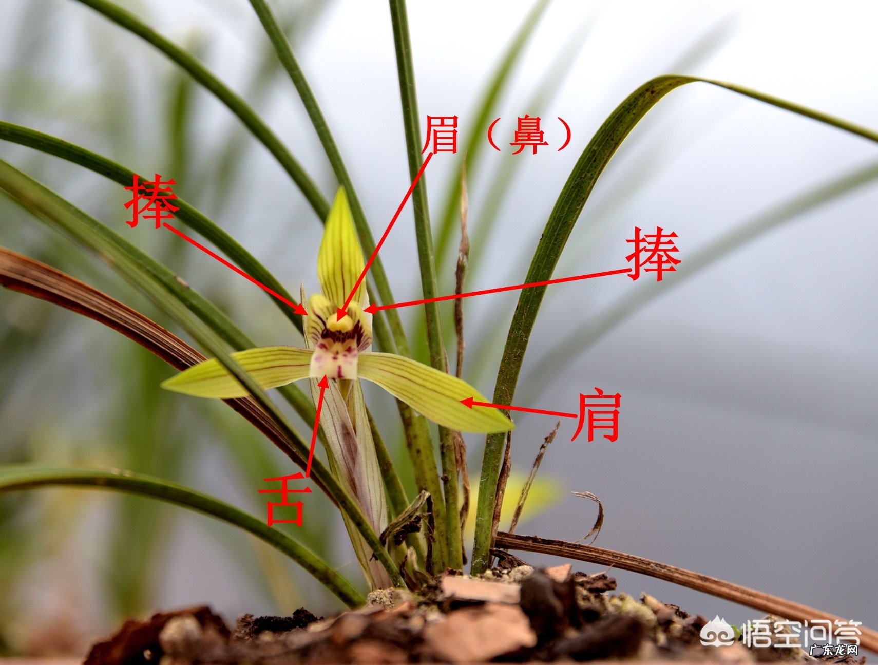 兰花中哪个品种最香?