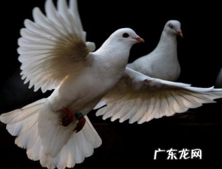 房子阴气重的5个表现 房子阴气重的5个表现会不会有吐的厉害的人了