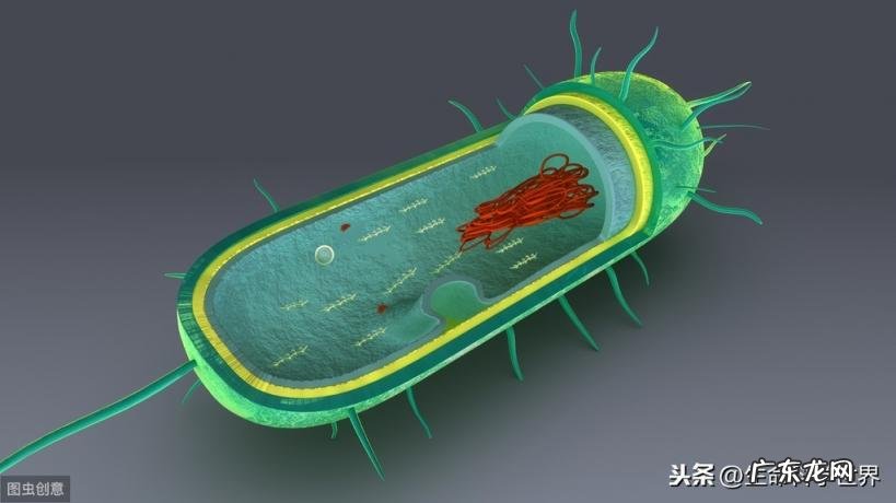 大肠杆菌是什么菌 大肠杆菌是什么细胞壁