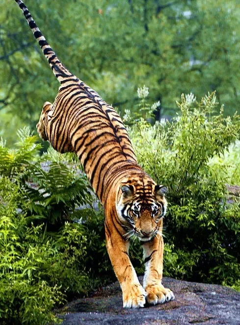 十二生肖哪个生肖是直性子,哪个生肖会随机应变?