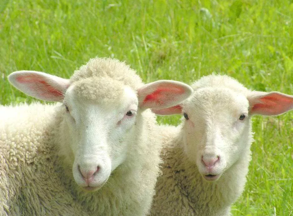 十二生肖哪个生肖是直性子,哪个生肖会随机应变?