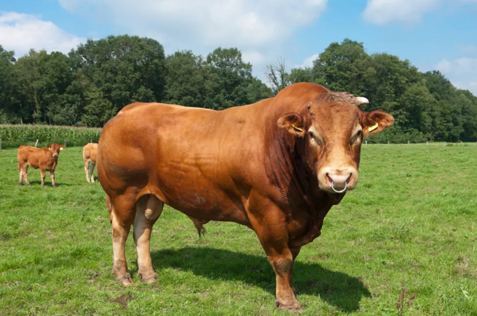 十二生肖哪个生肖是直性子,哪个生肖会随机应变?