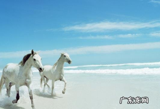 马的生活特征,马的生活方式和特点