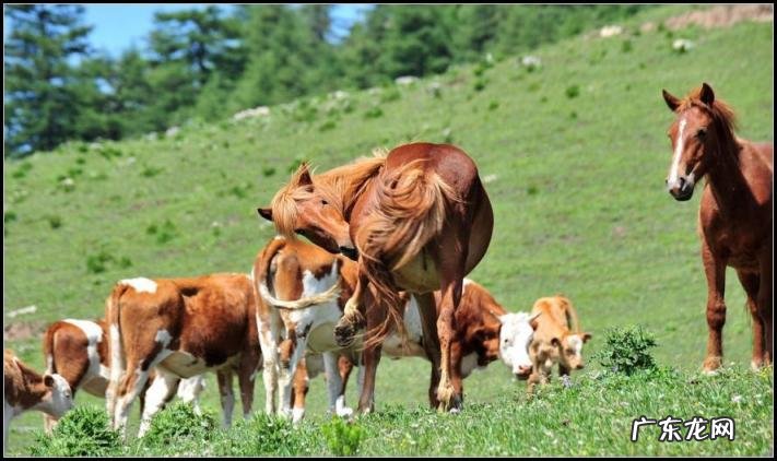 马的生活特征,马的生活方式和特点