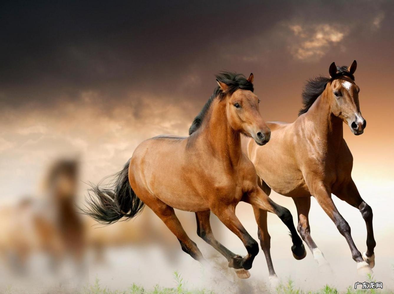 马的生活特征,马的生活方式和特点