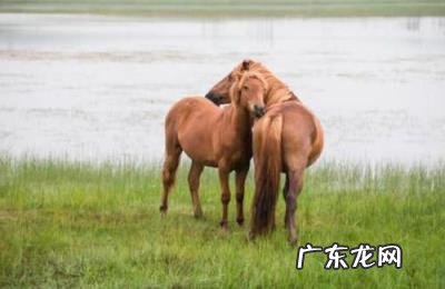 马的生活特征,马的生活方式和特点