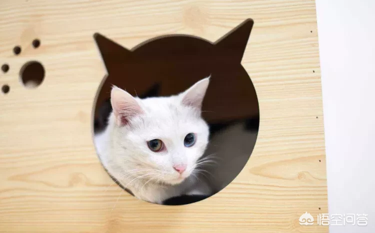 养猫的人容易得哪些病?